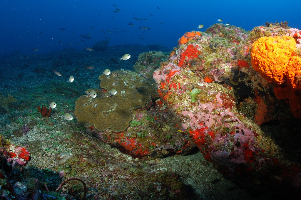 Deepwater habitat at Bright Bank with many species of fish, coral, and sponges. Photo credit NOAA.